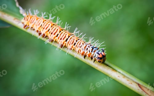 Preview: Large Colorful Caterpillar in Costa Rica