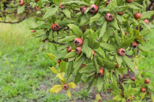Preview: Autumn fruits hanging on a tree branch in the garden.