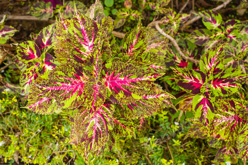 Preview: Coleus