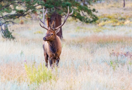 Preview: Elk