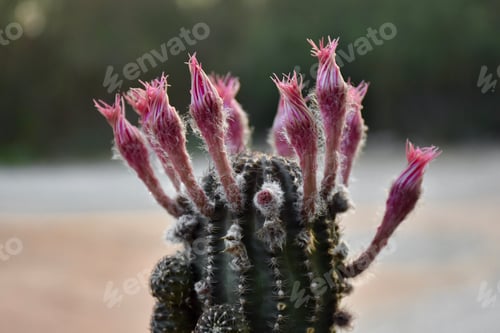 Preview: Variety of green cactus plants in pots. Cactus farming as a hobby concept.