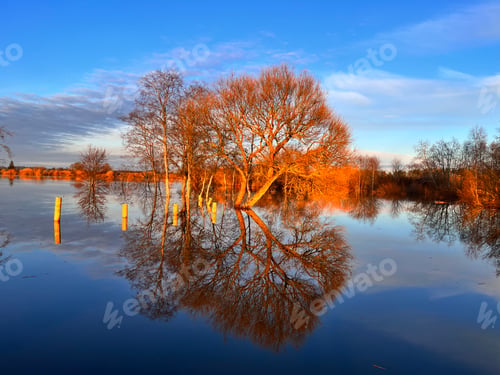 Preview: View of leafless trees growing from the lake and reflecting on it.