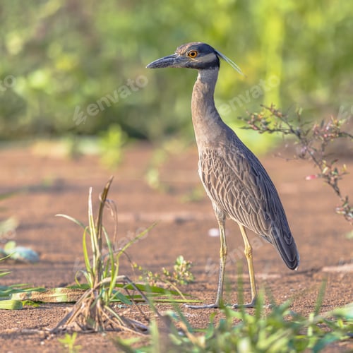 Preview: Yellow-crowned night heron in estuary