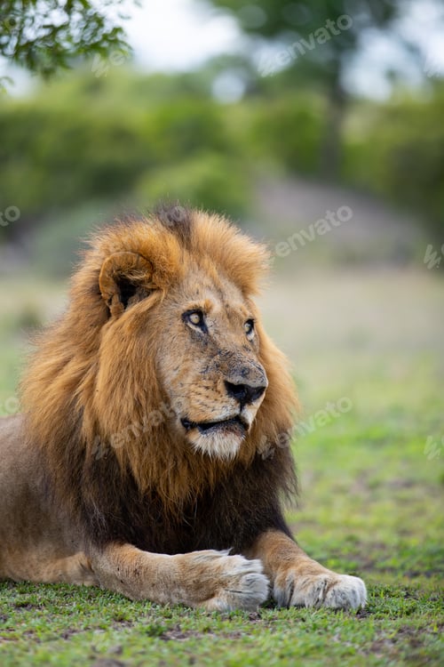 Preview: Close-up of a male Lion, Panthera leo, direct gaze.