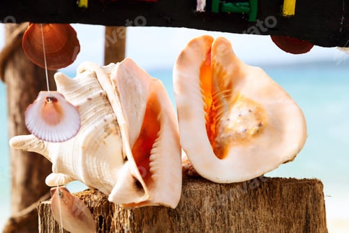 Preview: large seashells lie on the beach