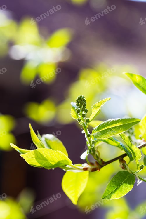 Preview: tree branch with buds background