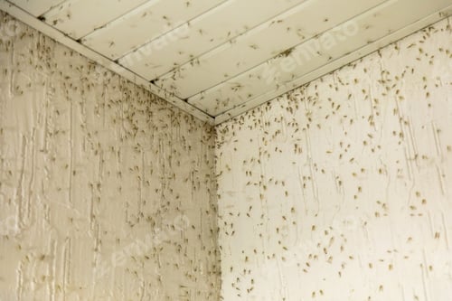 Preview: Mosquito swarm on the wall corner