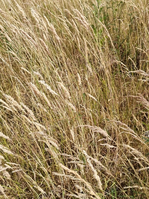 Preview: Natural background