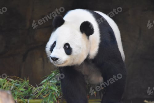 Preview: Bai Yun: a teddy bear come to life at the San Diego Zoo