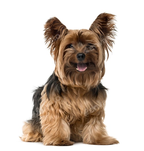 Preview: Yorkshire Terrier sticking the tongue out, isolated on white