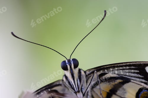 Preview: Detail of head, eyes and antennae of tropical butterfly