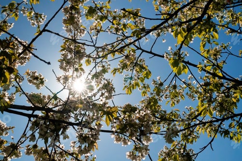 Preview: Spring blossom tree on blue sky background. Abstract nature bloom