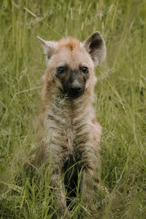 Preview: Hyena in the Kruger National safari park in South Africa