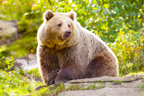 Preview: Big adult brown bear sitting in the sunset
