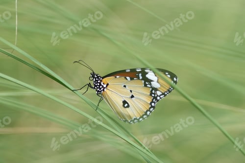 Preview: beautiful butterfly