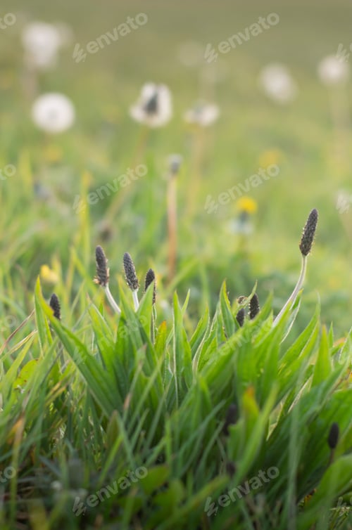 Preview: Vertical shot of a green Ribwort Plantain (Plantago lanceolata) on the blurred background
