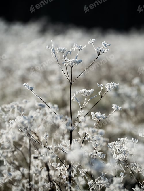 Preview: Picturesque winter scene of a blanket of white frosted grass in front of a row of trees