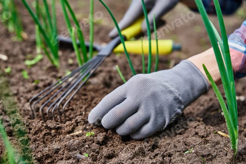Preview: Gardener hands weeding onion in garden