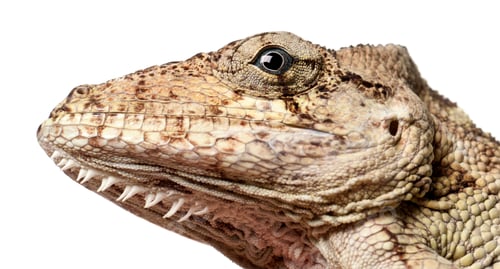 Preview: Oriente Bearded Anole or Anolis porcus, Chamaeleolis porcus, Polychrus is a genus of lizards