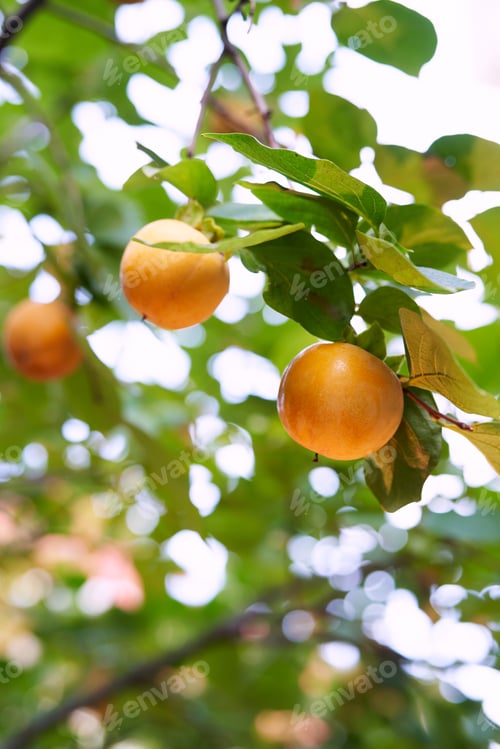 Preview: Yellow persimmon grows on the green branches of a tree