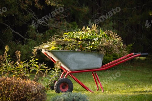 Preview: Wheelbarrow on green lawn backyard. Season autumn gardening
