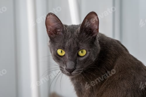 Preview: A young curious gray cat with green eyes in a bright room looks at the camera.