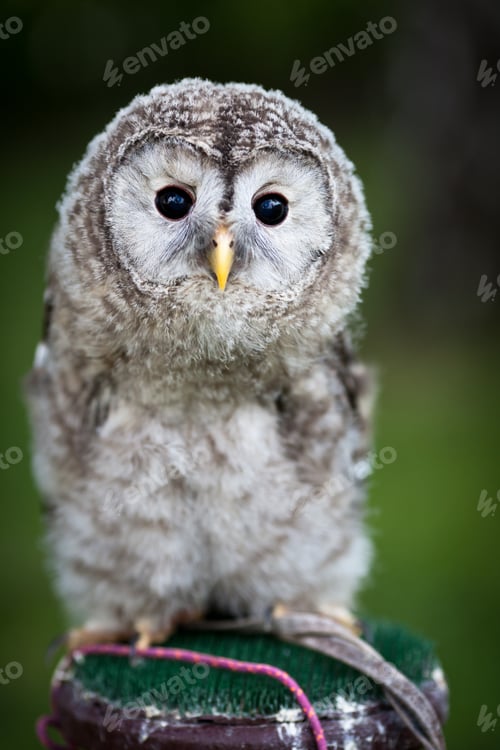 Preview: Close up of a baby Tawny Owl (Strix aluco)