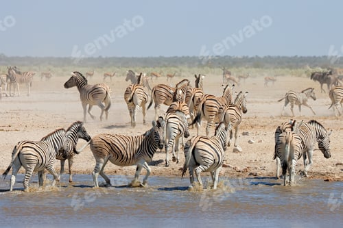 Preview: Plains zebras (Equus burchelli) at a waterhole, Etosha National Park, Namibia