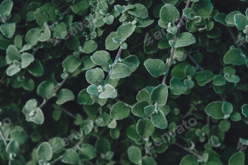 Preview: Beautiful natural leaves texture for background, close up.