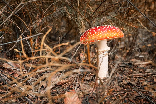 Bright Red Mushroom Growing Wild in Forest Setting