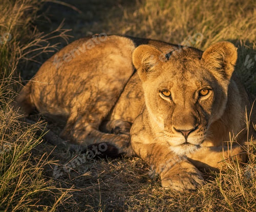 Preview: A Beautiful Botswana Wildlife picture of World