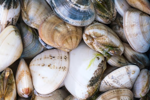Preview: Texture of raw shellfish in water close-up.