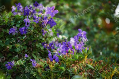 Preview: Flowers in our garden