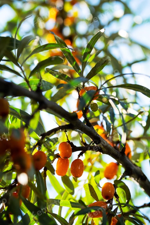 Preview: Hippophae Rhamnoides or Sea Buckthorn Berries in Sunlight on Bush, Shallow Depth of Field.