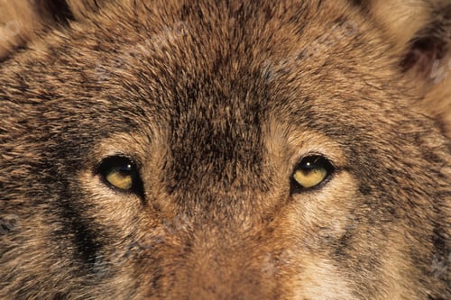 Preview: wolf, eye, head, face, wilderness