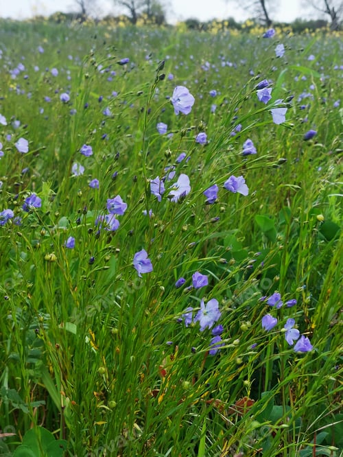 Preview: flax growing and flowering in a field