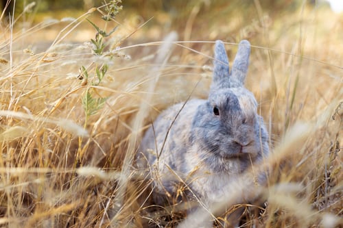 Preview: cute grey rabbit laying on messy dry grass field under the shade