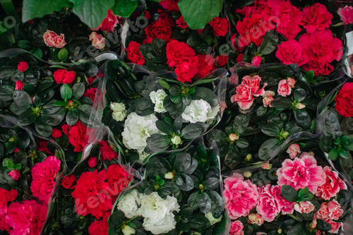 Preview: Azalea flowers blooming in pots for sale