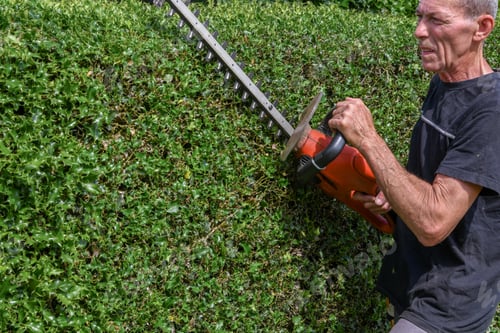 Preview: close up gardener in work clothes trimming thorny holly hedge with electric hedge trimmer in