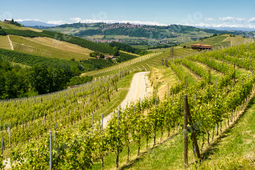 Preview: Vineyards of Langhe, Piedmont, Italy at May