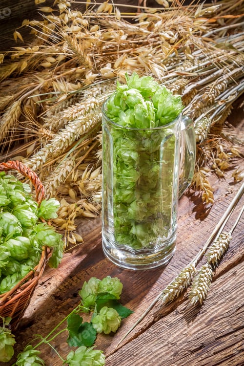 Preview: Freshly harvested hops as an ingredient for beer