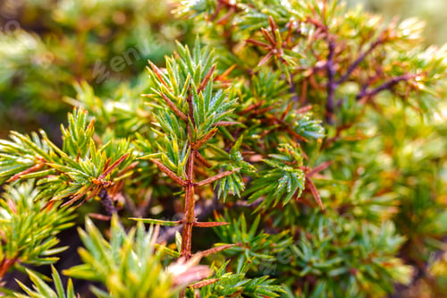 Preview: Detail of the refreshing dew fallen on green bushes in high mountains, natural background.