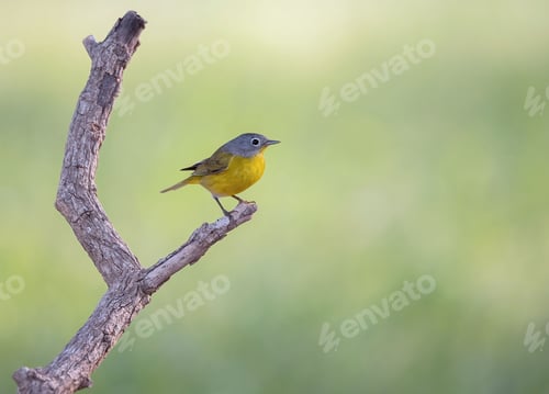 Preview: Nashville warbler perched on a branch. Leiothlypis ruficapilla.