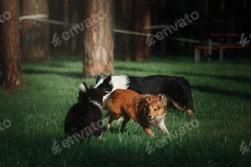 Preview: Dogs having fun together while playing outside