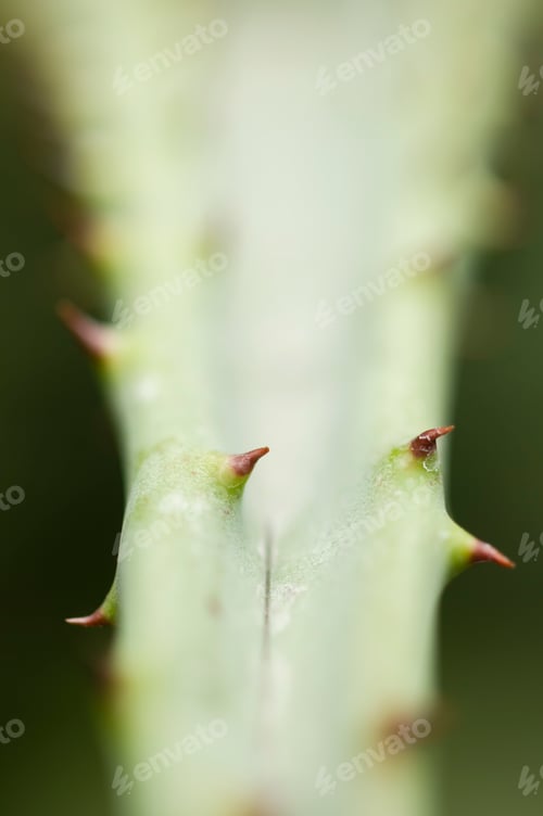 Preview: Thorns of succulent plant