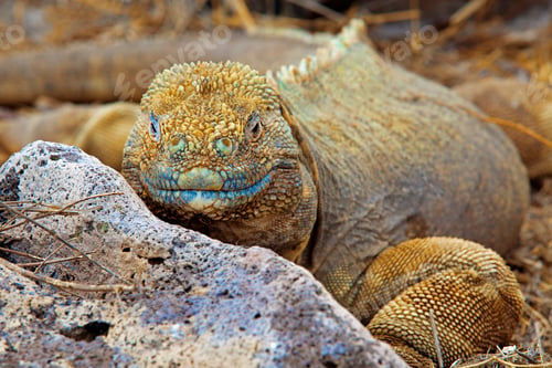 Preview: Galapagos land iguana