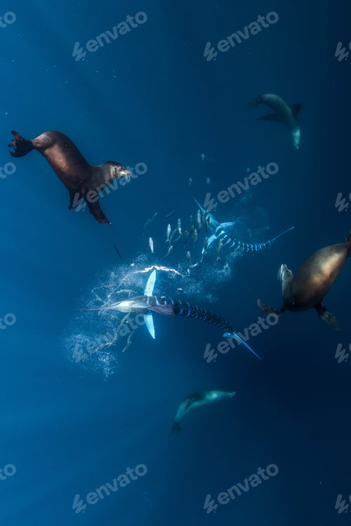 Preview: Striped marlin hunting mackerel and sardines, joined by sea lions