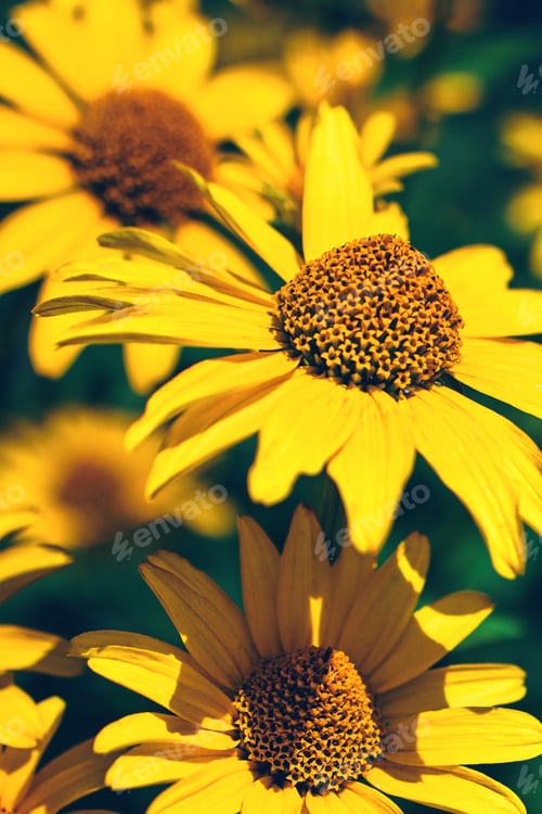Preview: False yellow sunflower grows in summer flower garden