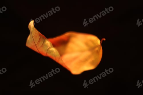 Preview: leaves, autumn, fall leaf, colours, overlay