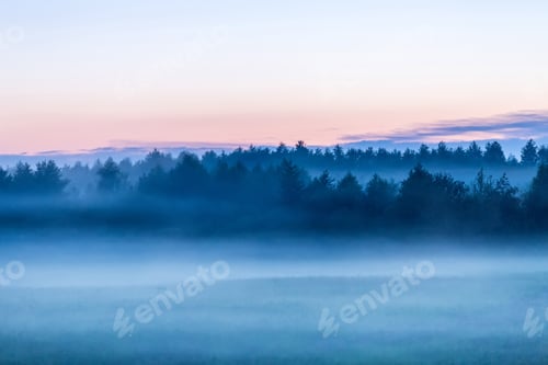 Preview: Misty forest